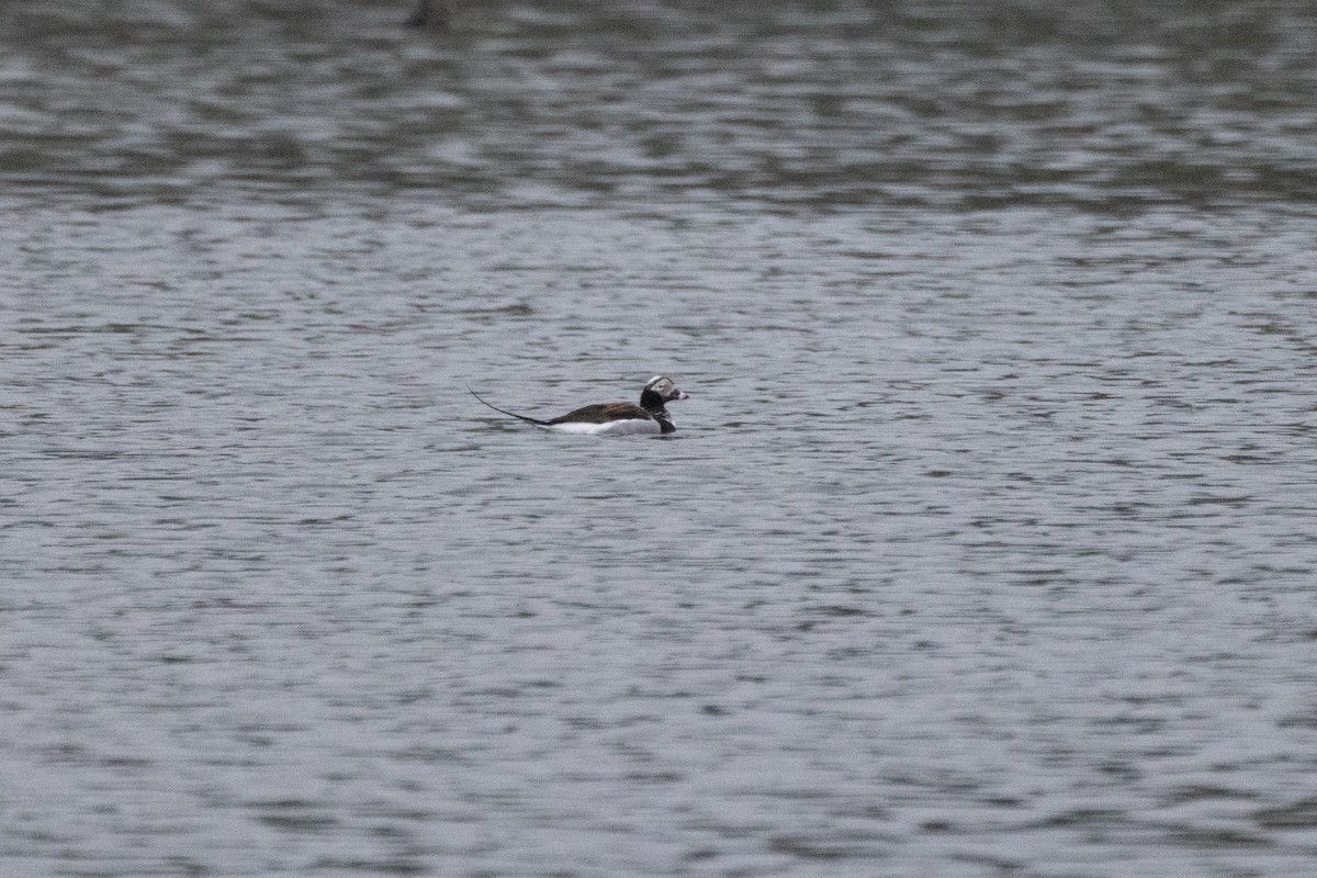 Long-tailed Duck - ML617129351