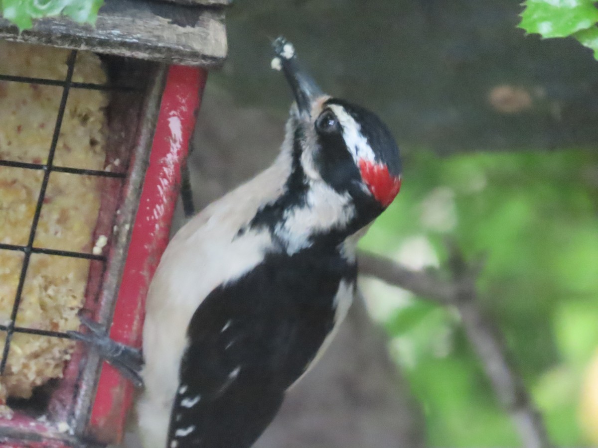 Hairy Woodpecker (Pacific) - Martha Pallin