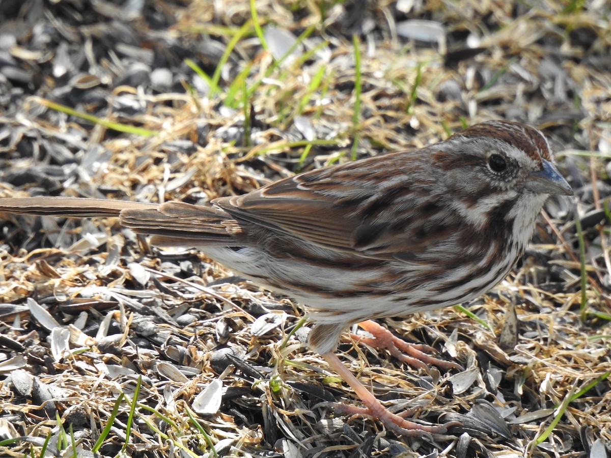 Song Sparrow - ML617129397