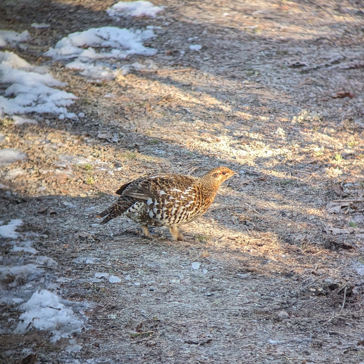 Spruce Grouse (Spruce) - ML617129414