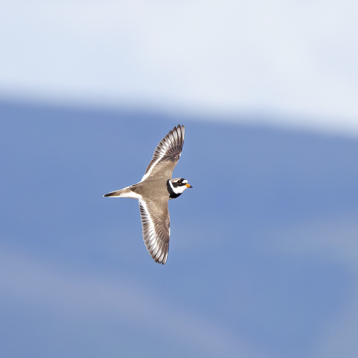Common Ringed Plover - ML617129440
