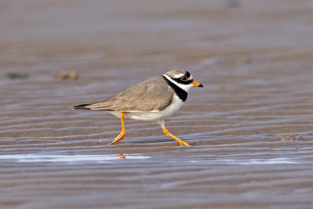 Common Ringed Plover - ML617129441