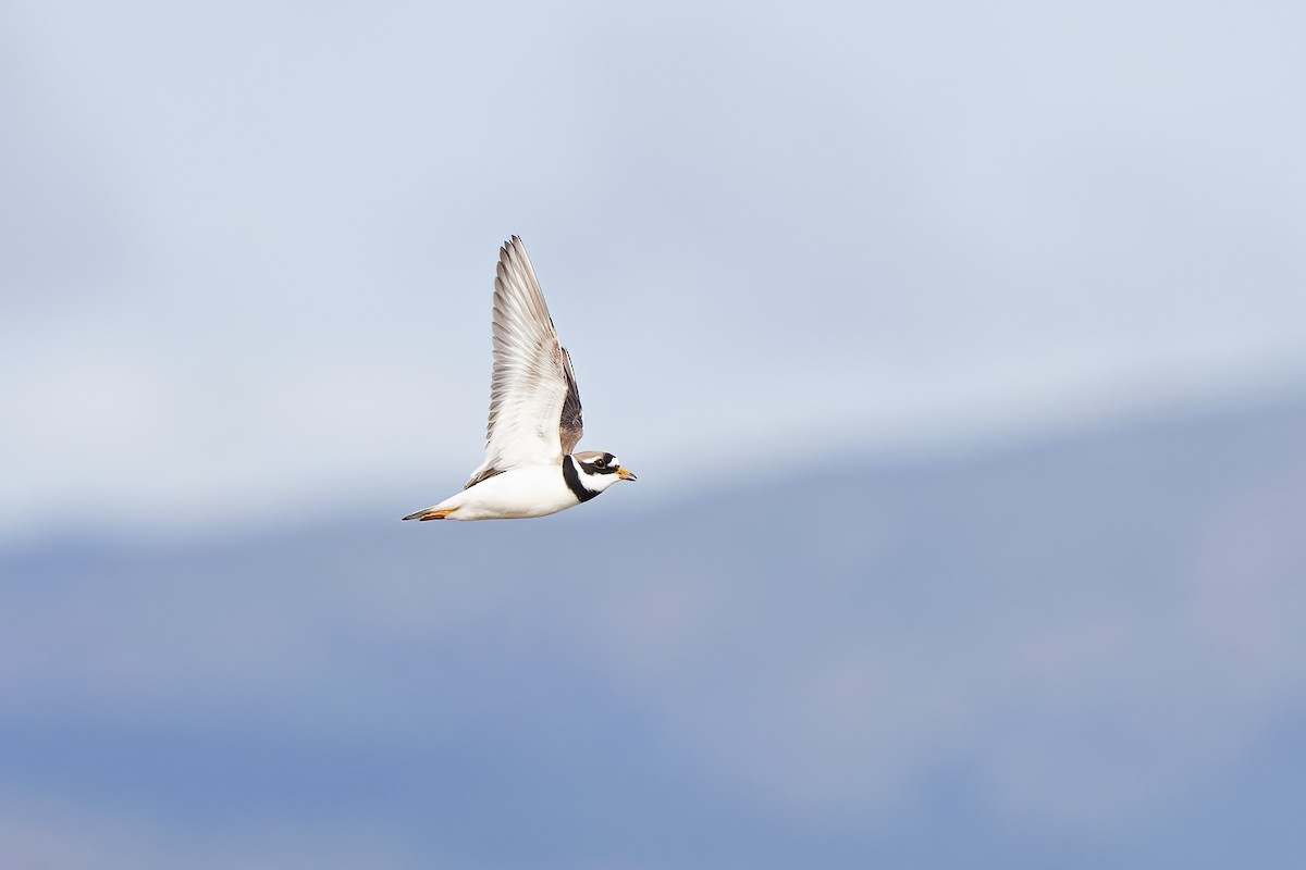 Common Ringed Plover - ML617129442
