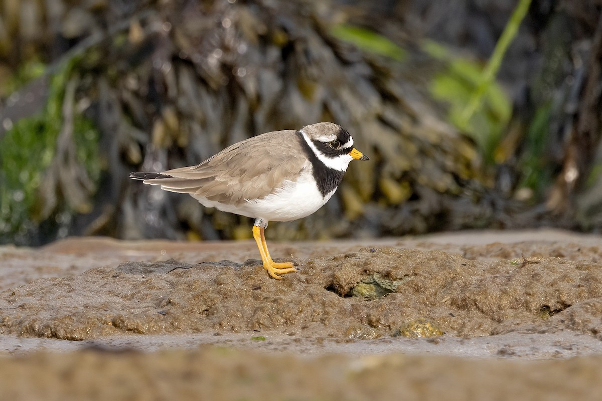 Common Ringed Plover - ML617129444