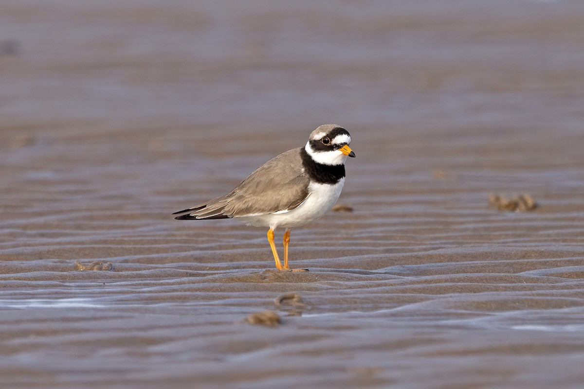 Common Ringed Plover - ML617129445