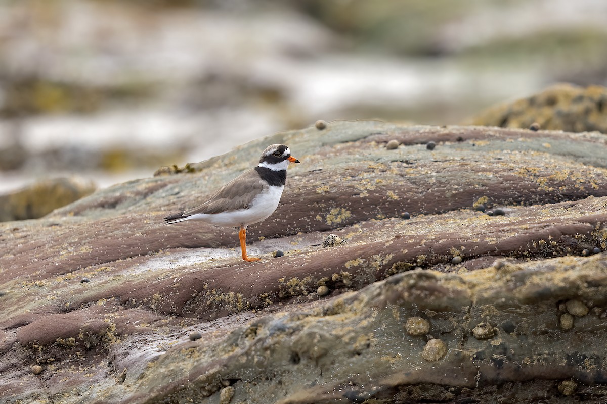 Common Ringed Plover - ML617129446