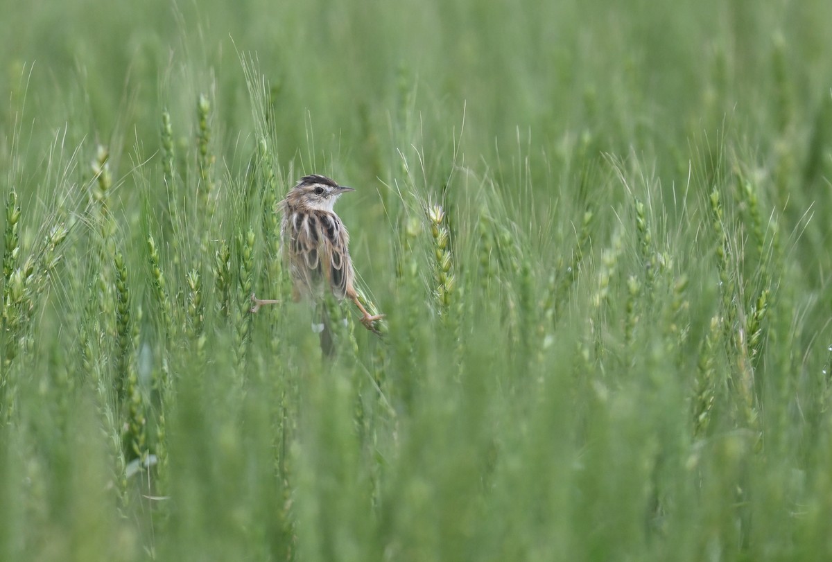 Zitting Cisticola - ML617129532