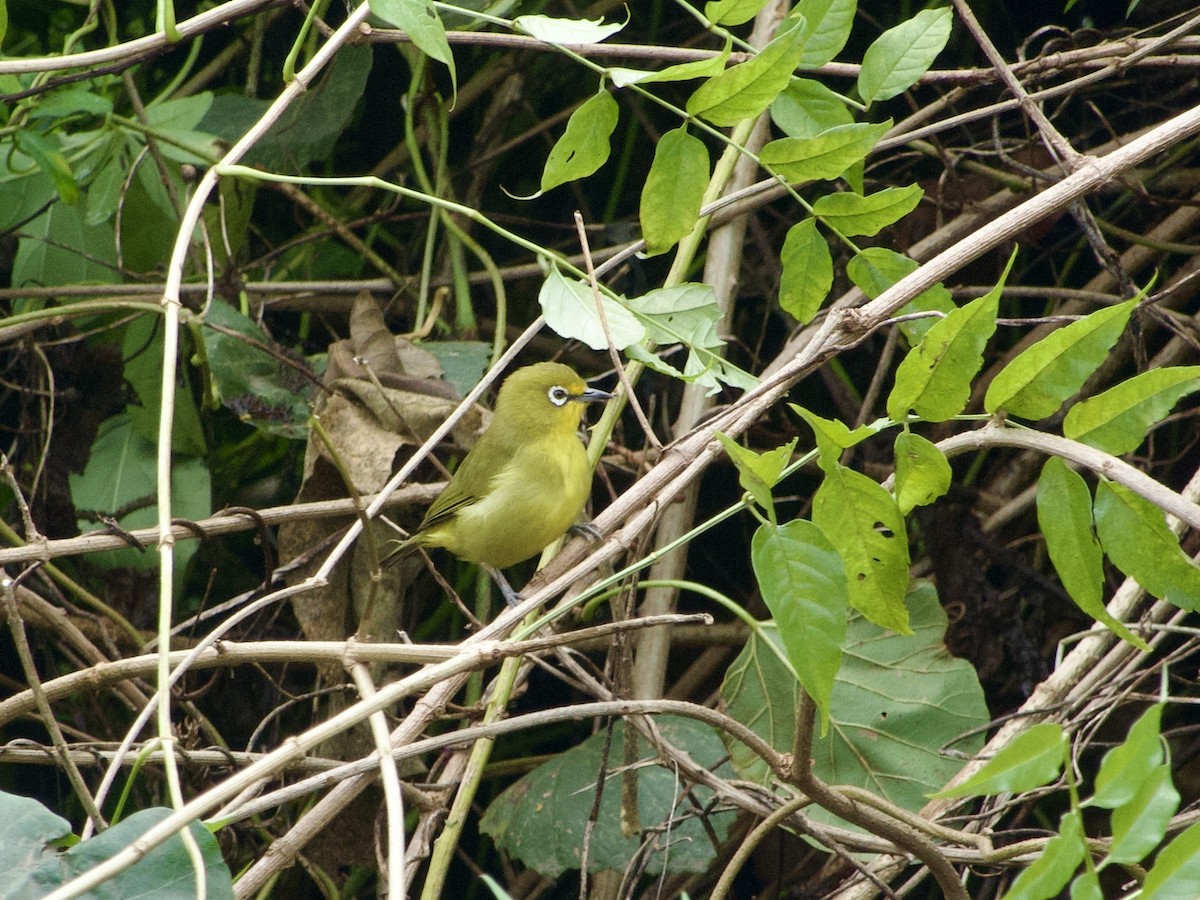Cape White-eye - ML617129570