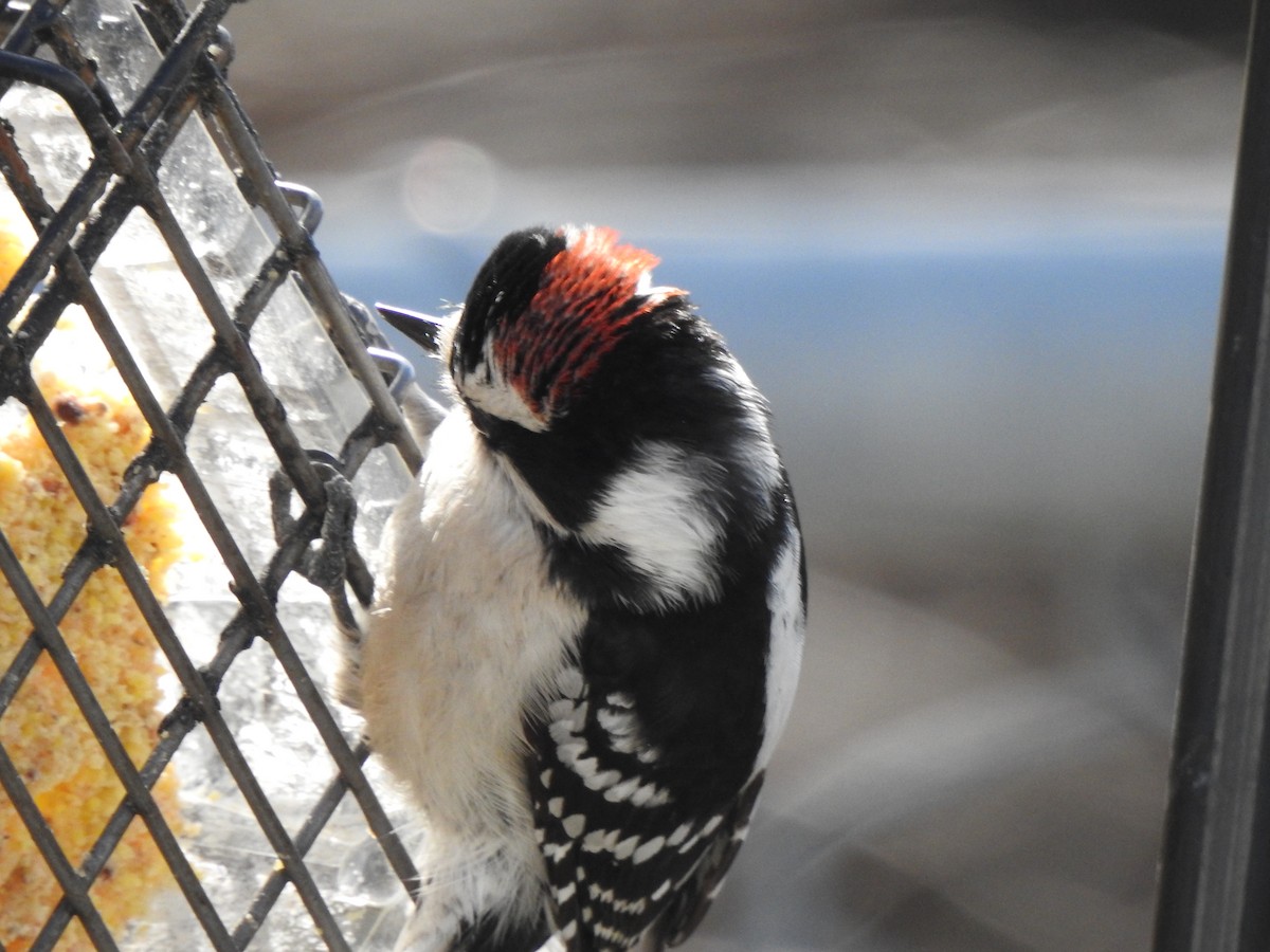 Downy Woodpecker - ML617129607