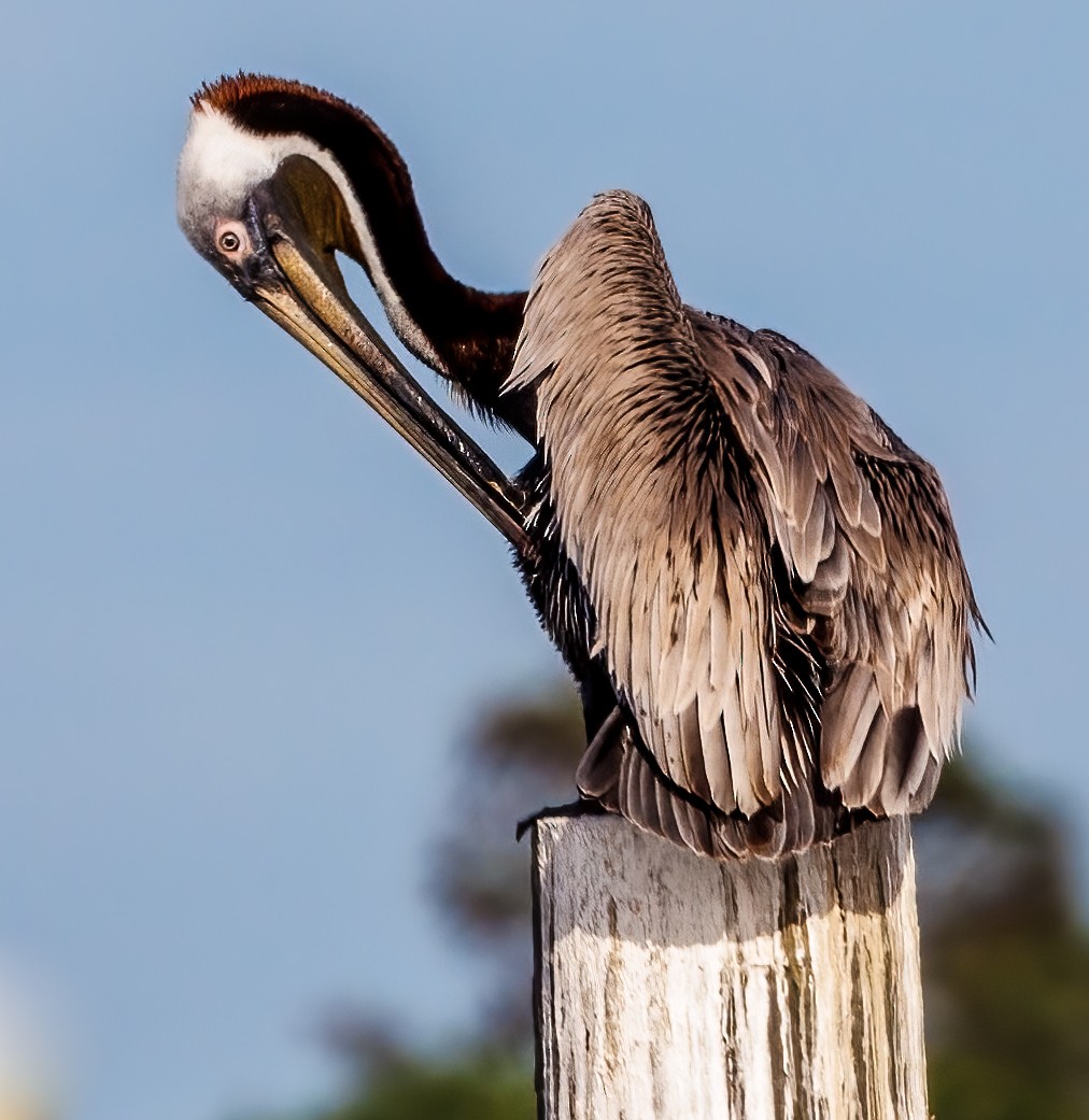 Brown Pelican - ML617129636