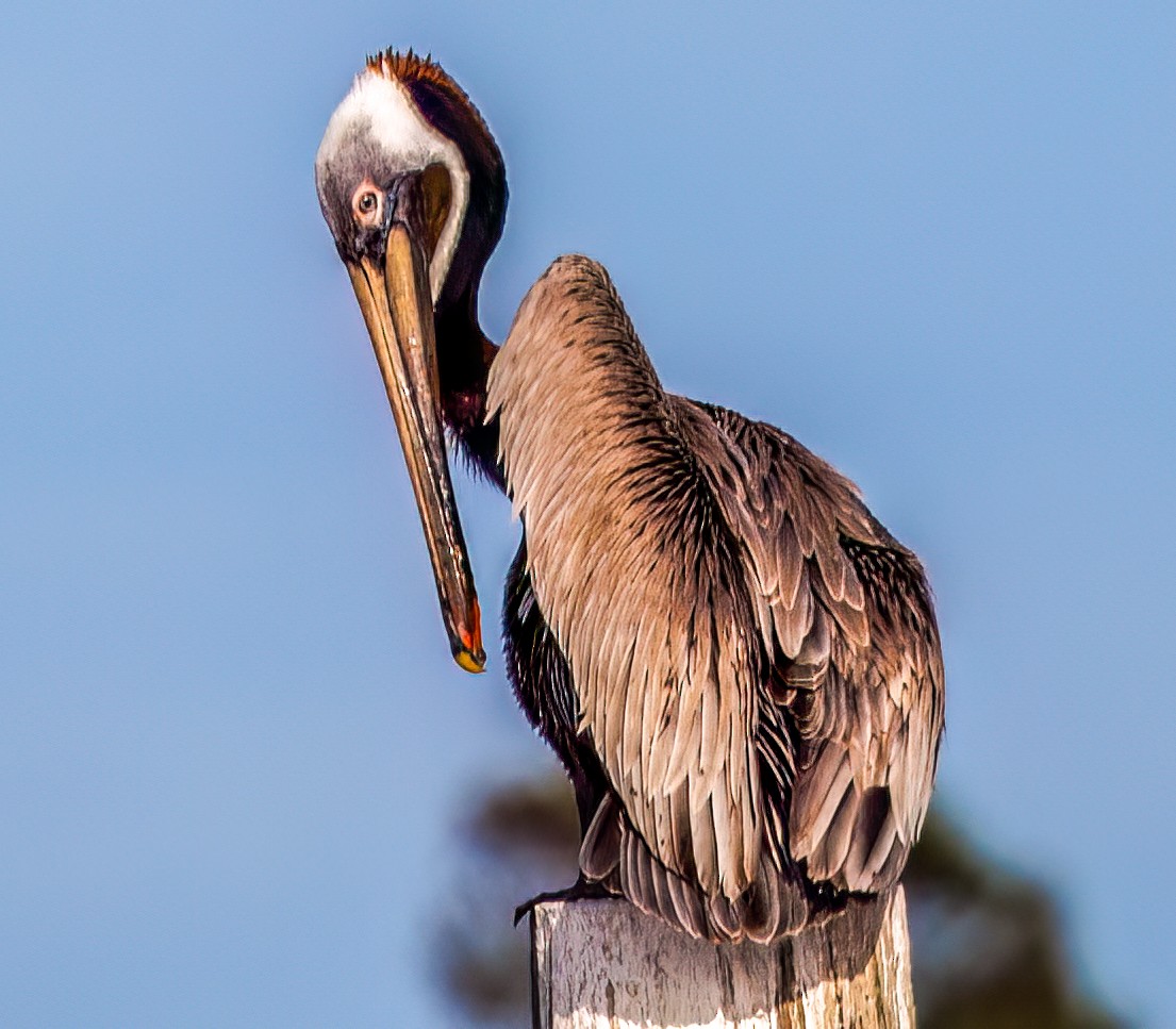 Brown Pelican - ML617129637