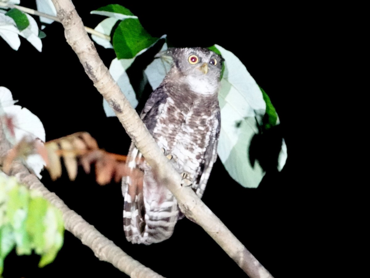 Akun Eagle-Owl - Peter Yendle