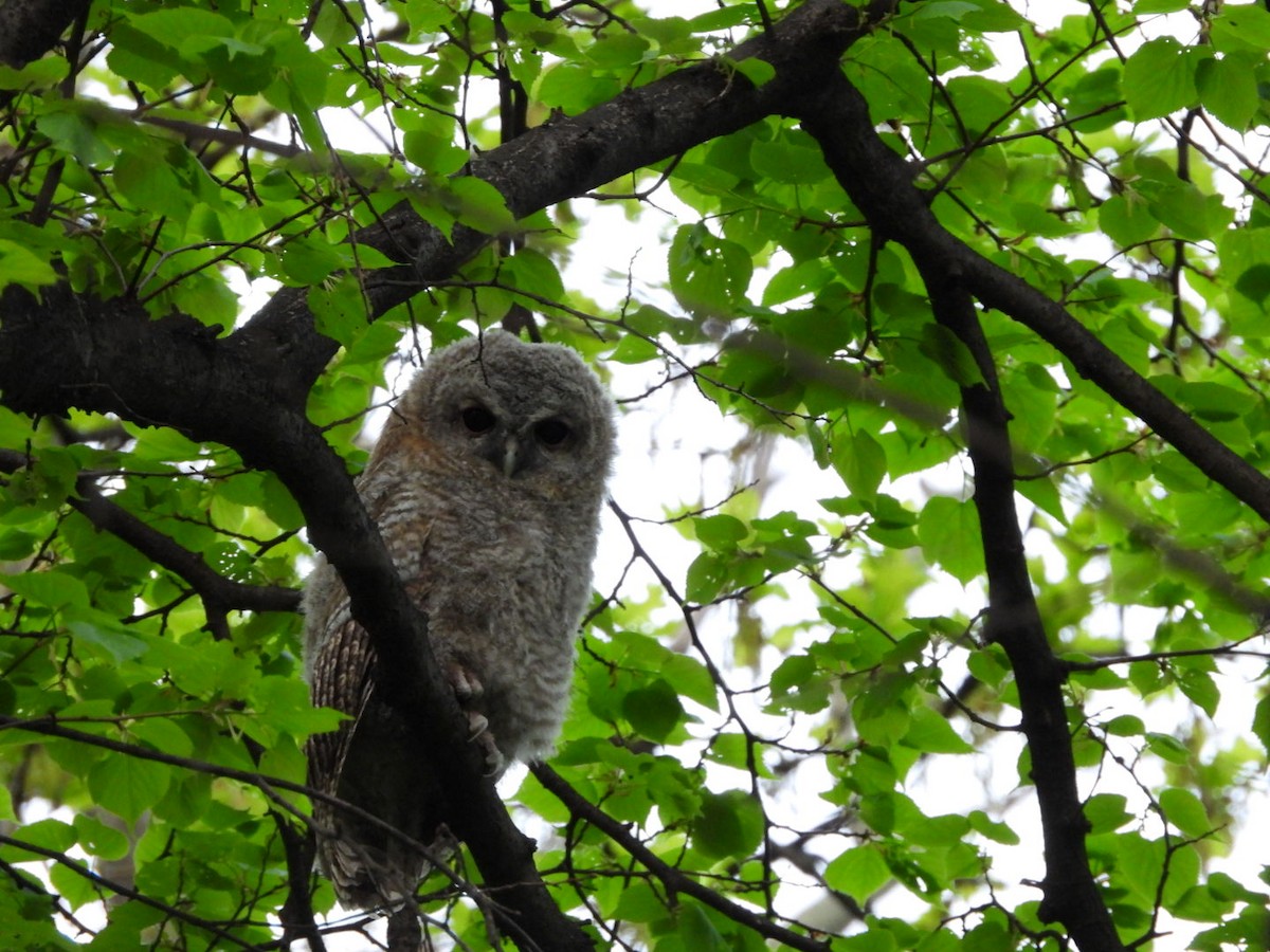 Tawny Owl - ML617129702