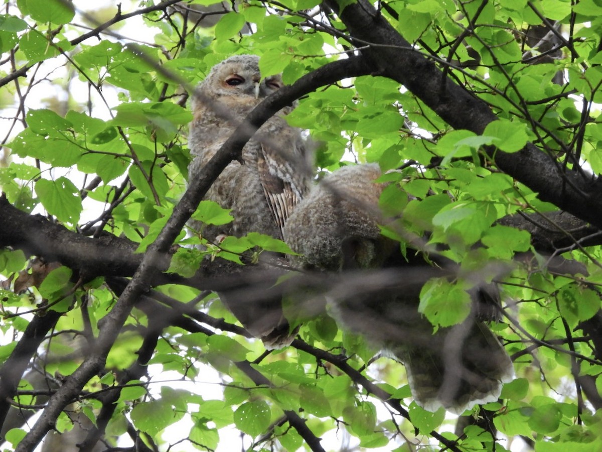 Tawny Owl - ML617129703