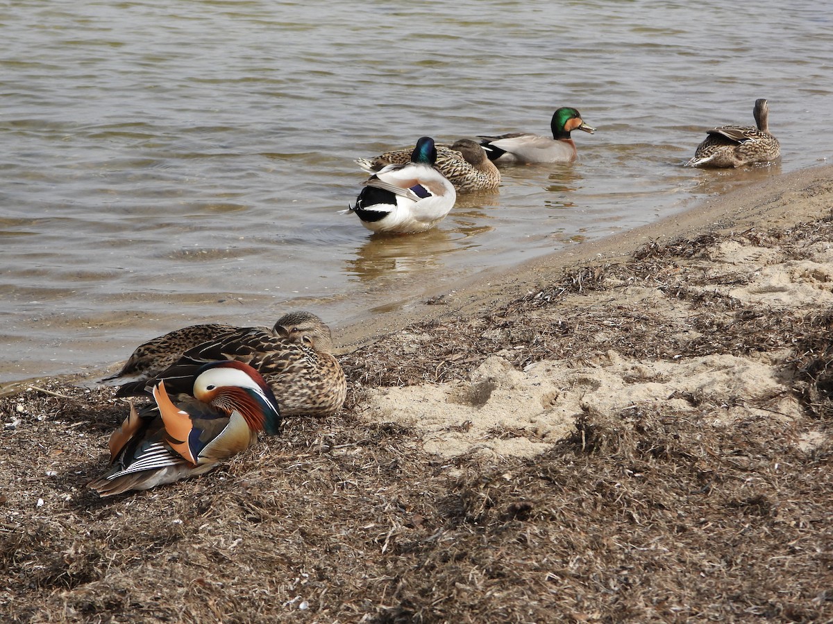 Hybride Canard chipeau x C. colvert - ML617129765