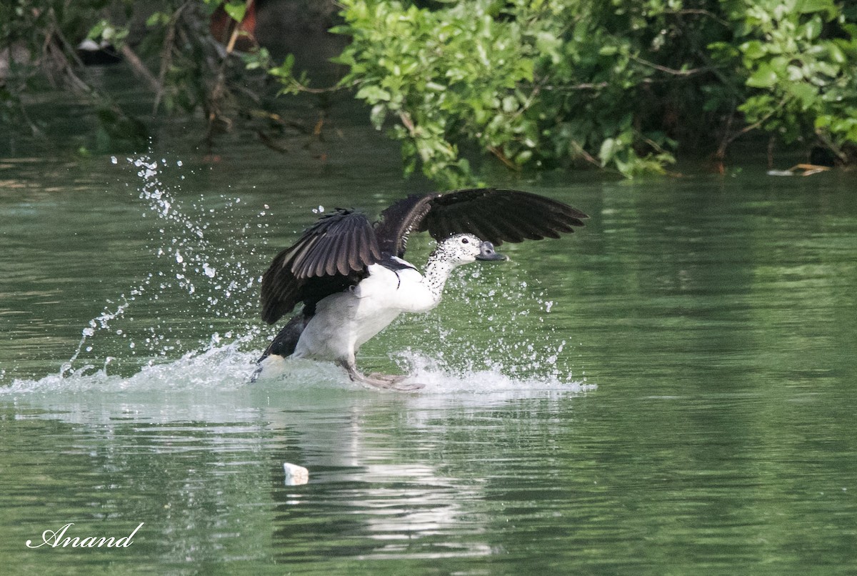 Knob-billed Duck - ML617129798