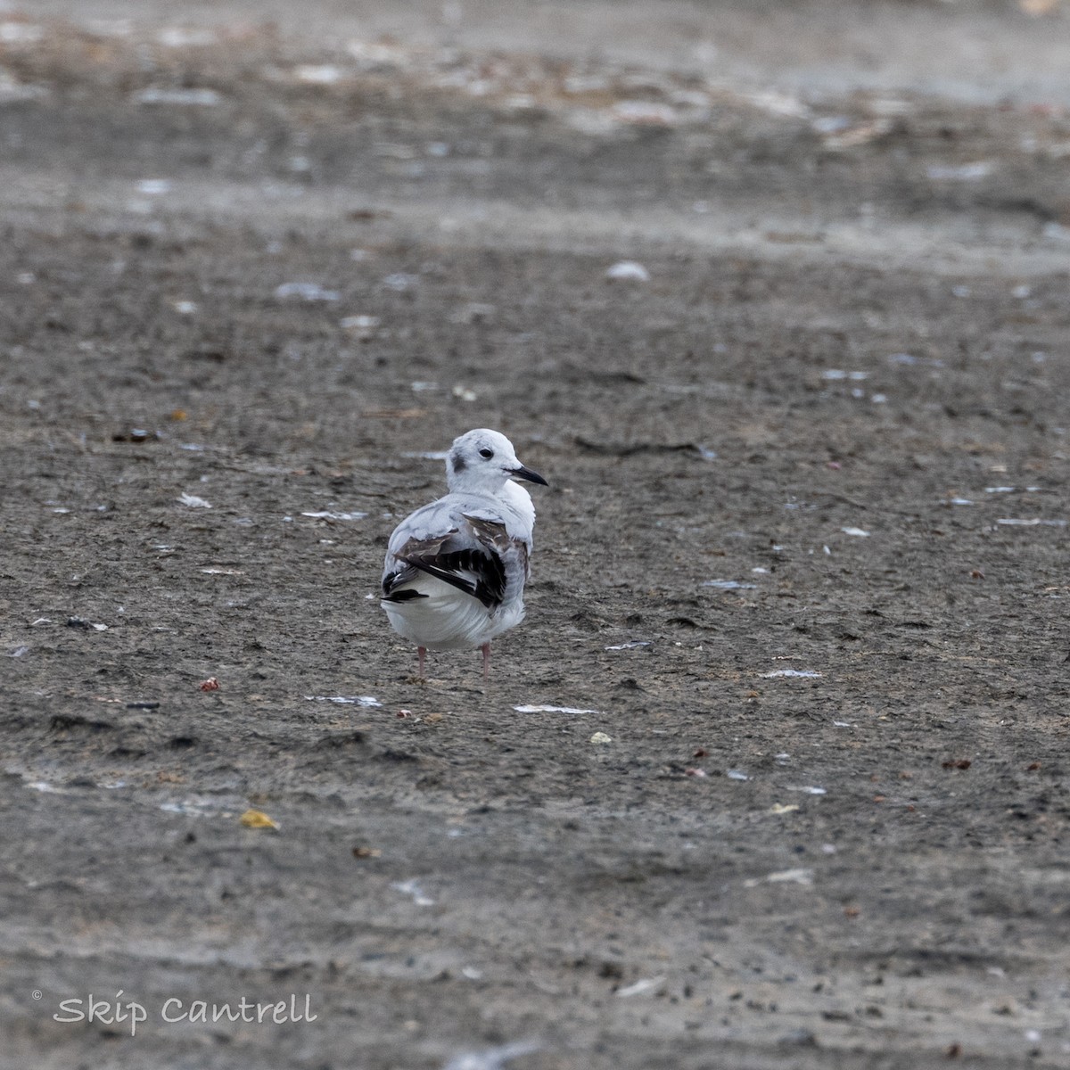 Bonaparte's Gull - ML617129806