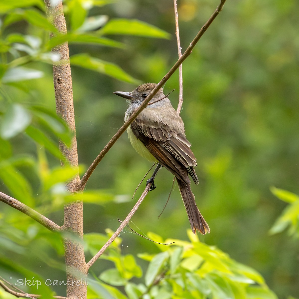 Brown-crested Flycatcher - Skip Cantrell