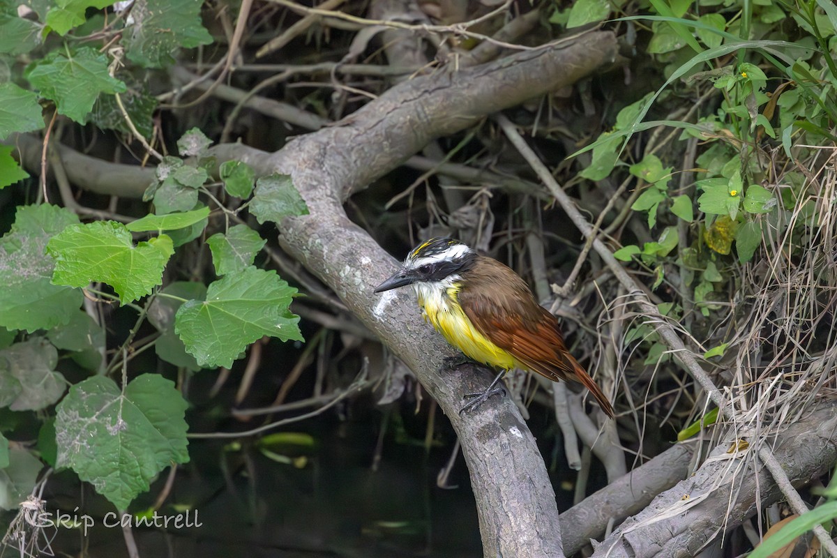 Great Kiskadee - ML617129854