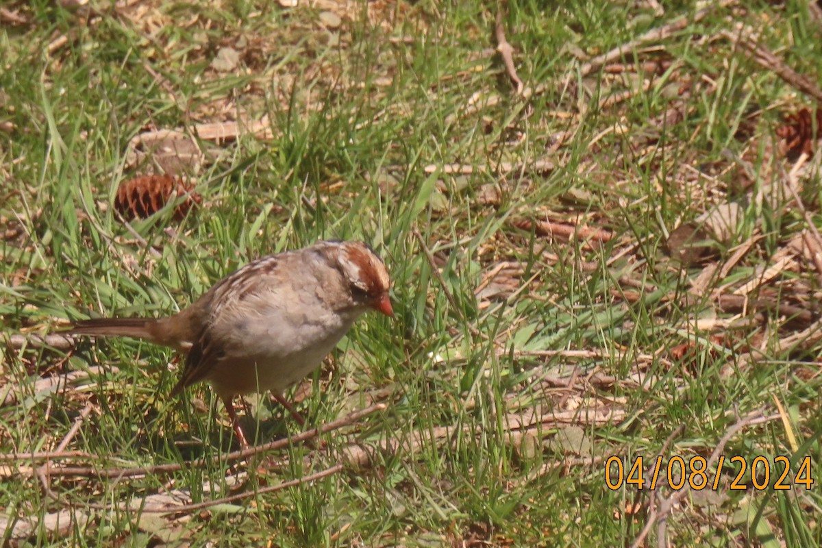 Chipping Sparrow - ML617129879