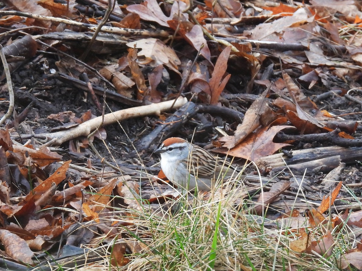 Chipping Sparrow - Cathy Olyphant