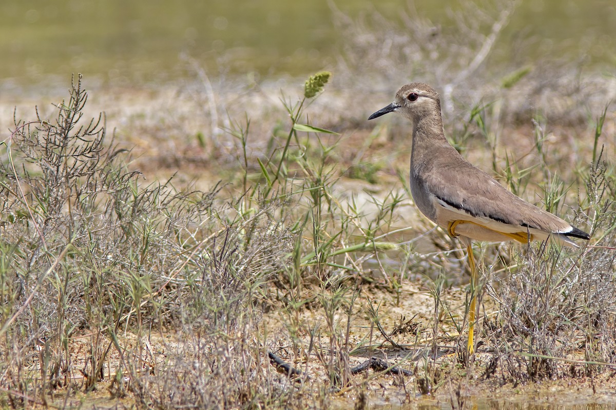 White-tailed Lapwing - ML617129942