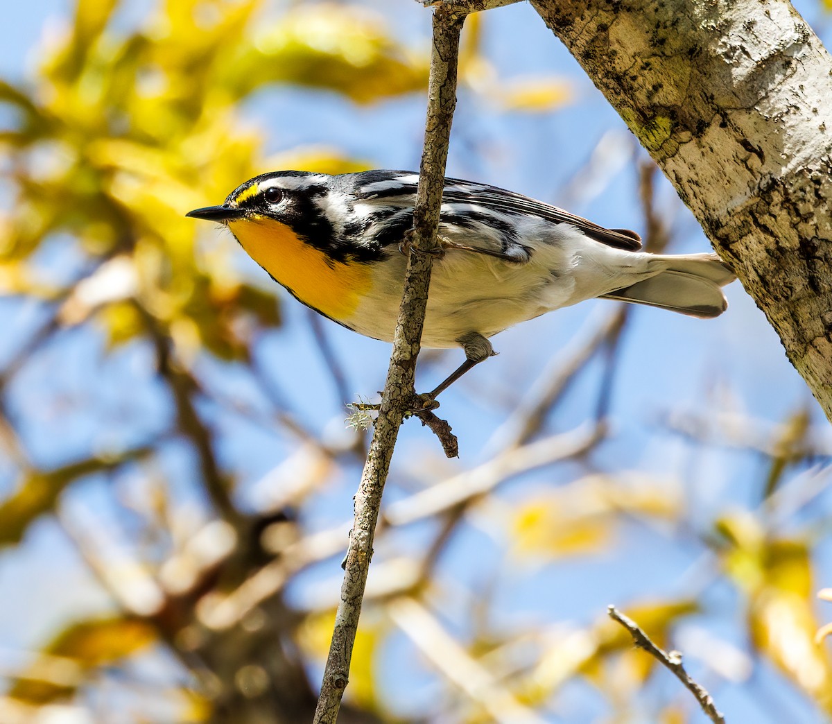 Yellow-throated Warbler - Debbie Lombardo