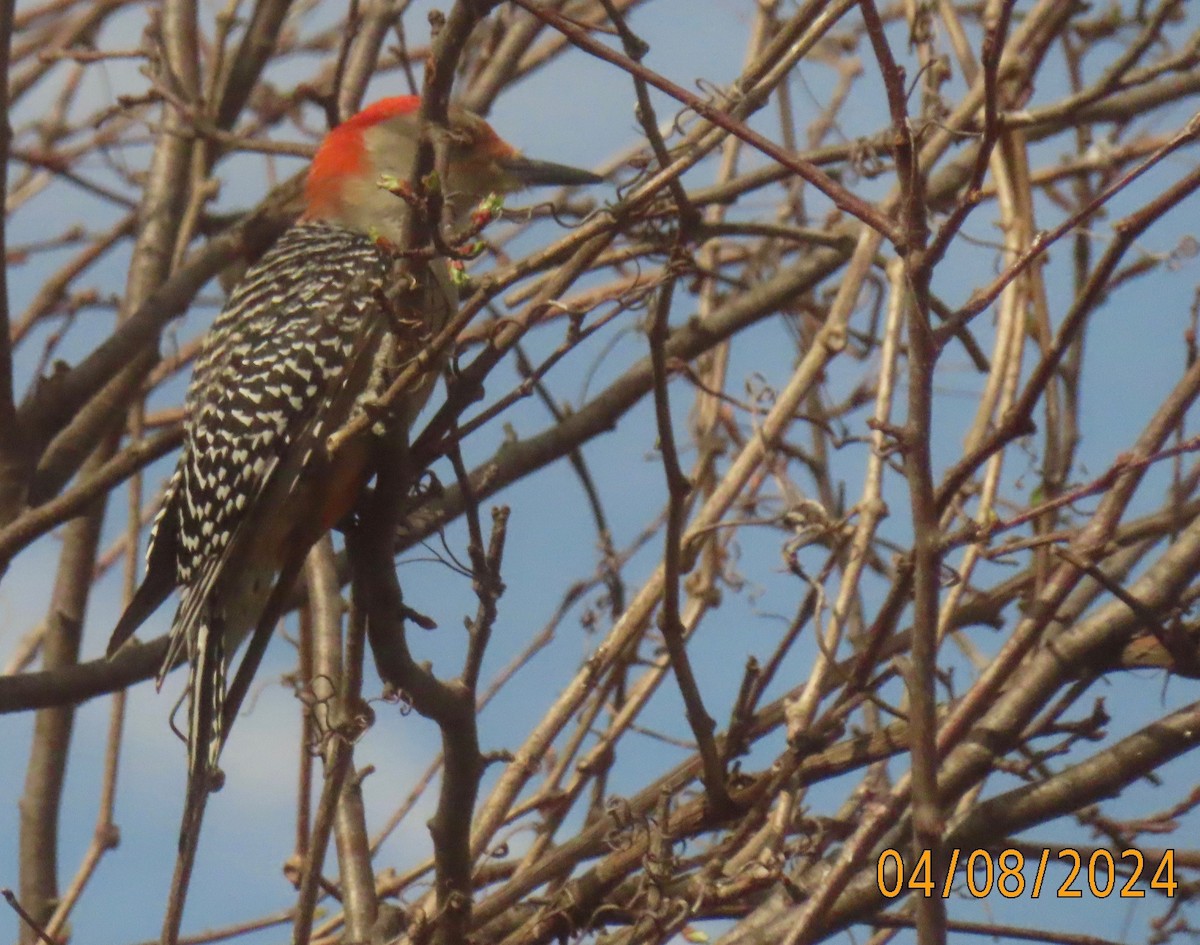 Red-bellied Woodpecker - ML617129958