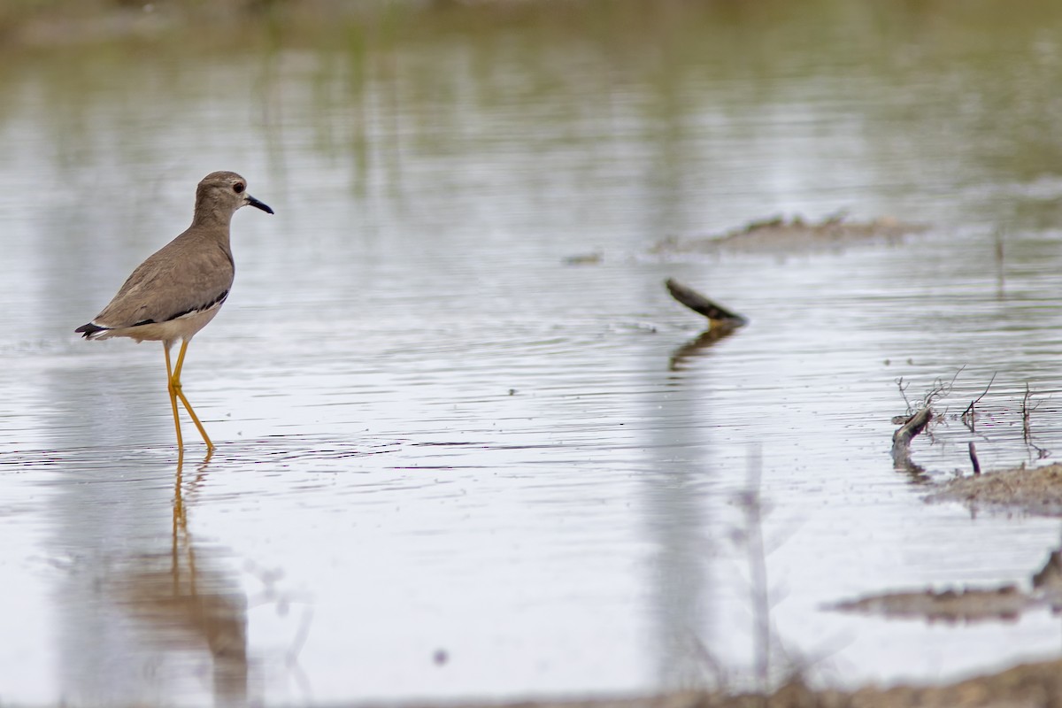 White-tailed Lapwing - ML617129973