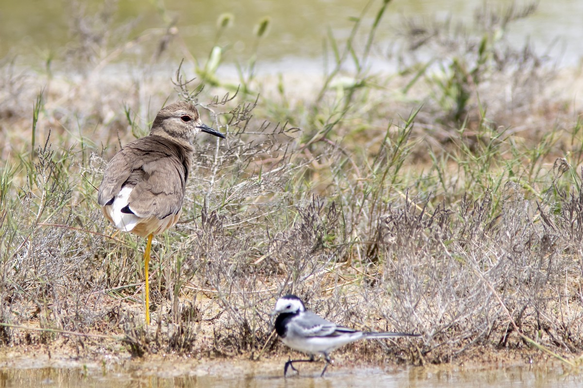 White-tailed Lapwing - ML617129974