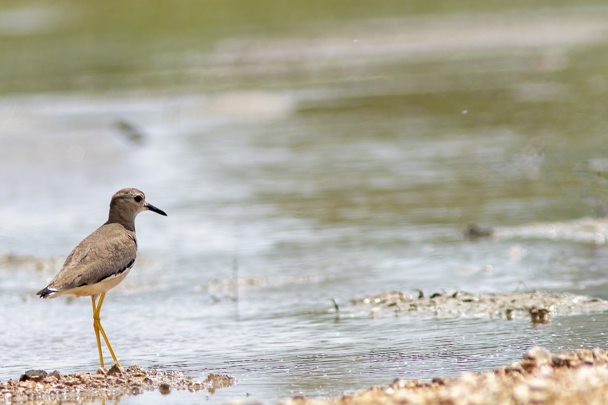 White-tailed Lapwing - ML617129975