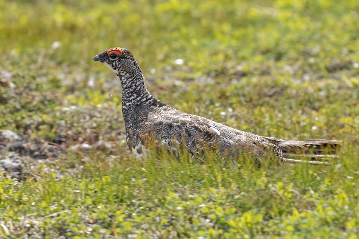 Alpenschneehuhn - ML617130009