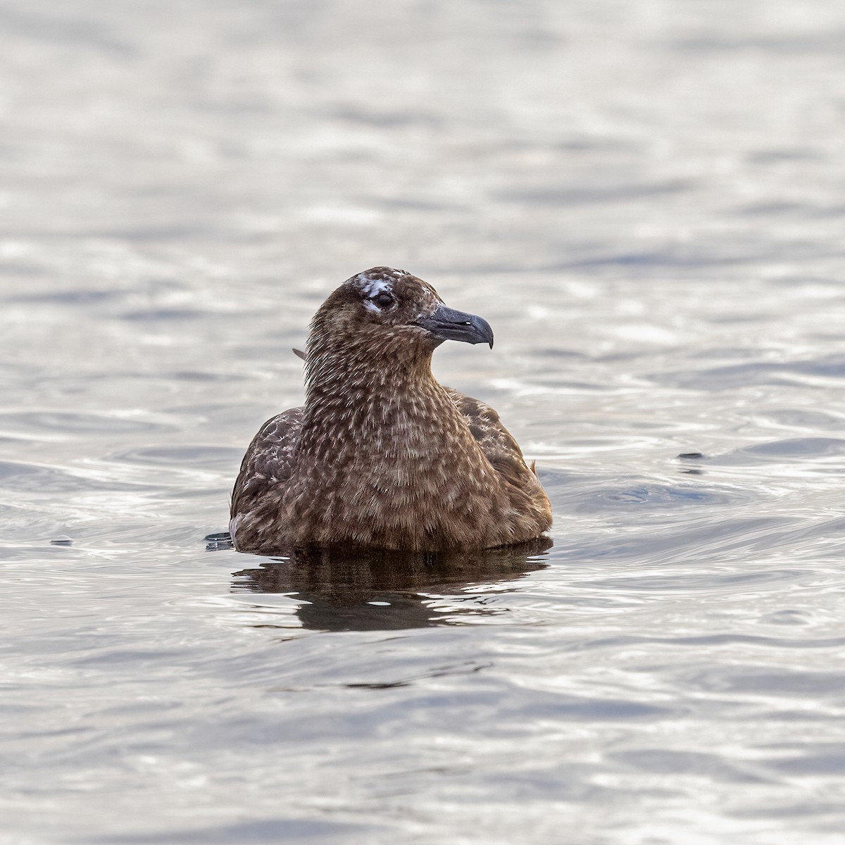 Great Skua - ML617130046