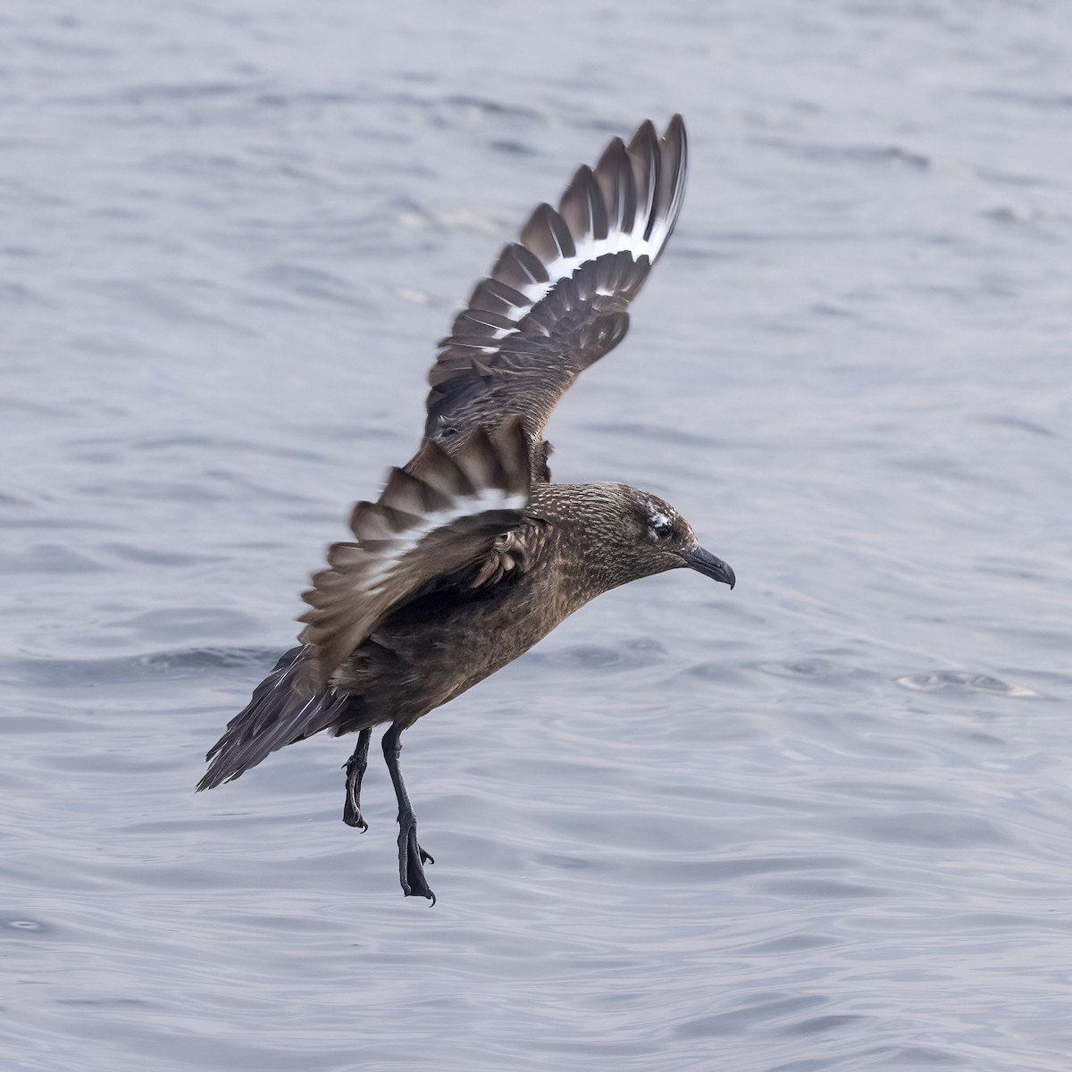 Great Skua - ML617130048