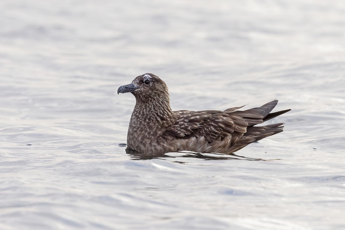 Great Skua - ML617130049