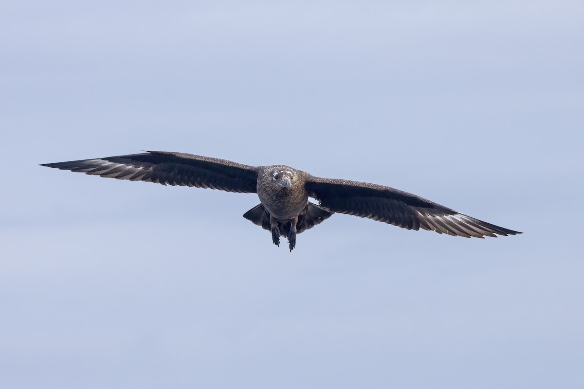 Great Skua - ML617130050