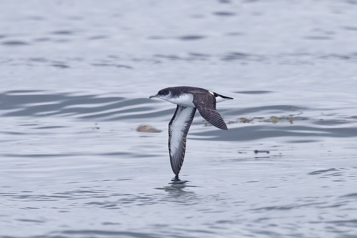 Manx Shearwater - ML617130061