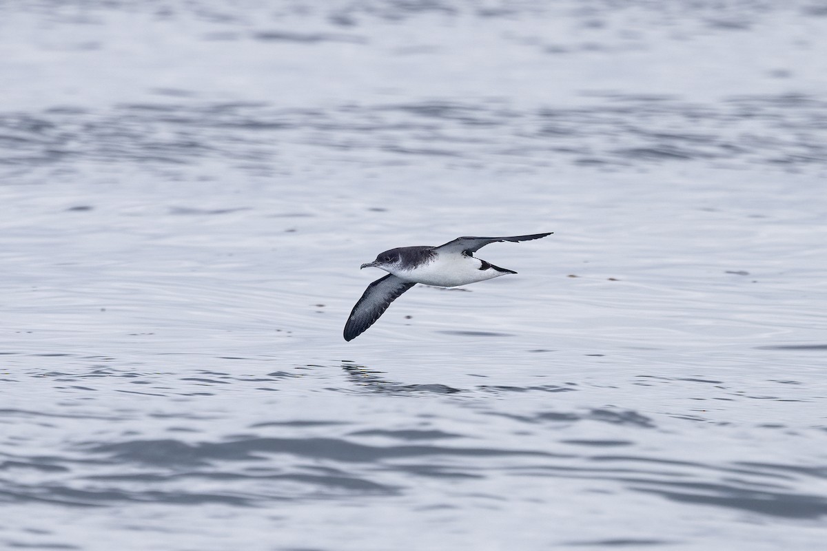 Manx Shearwater - ML617130062