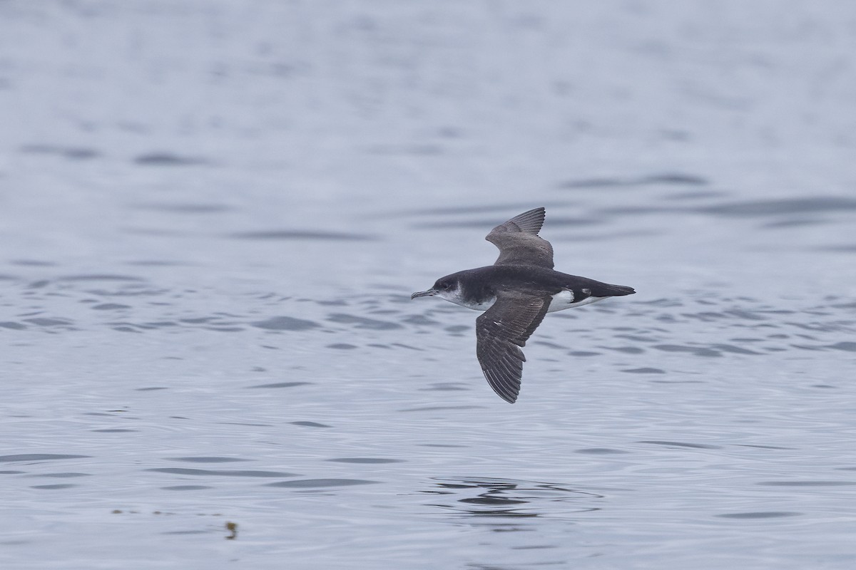 Manx Shearwater - ML617130063