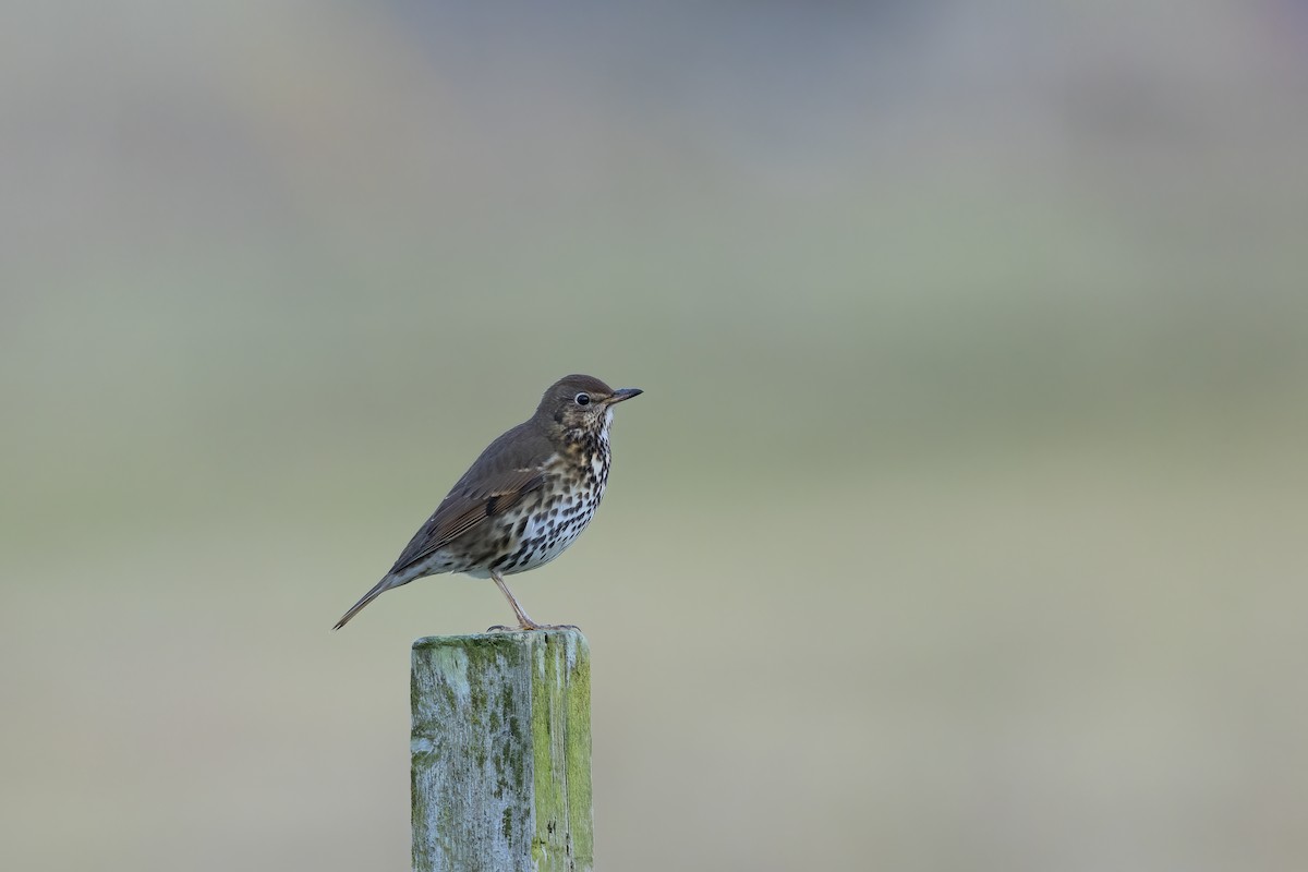 Song Thrush - ML617130108