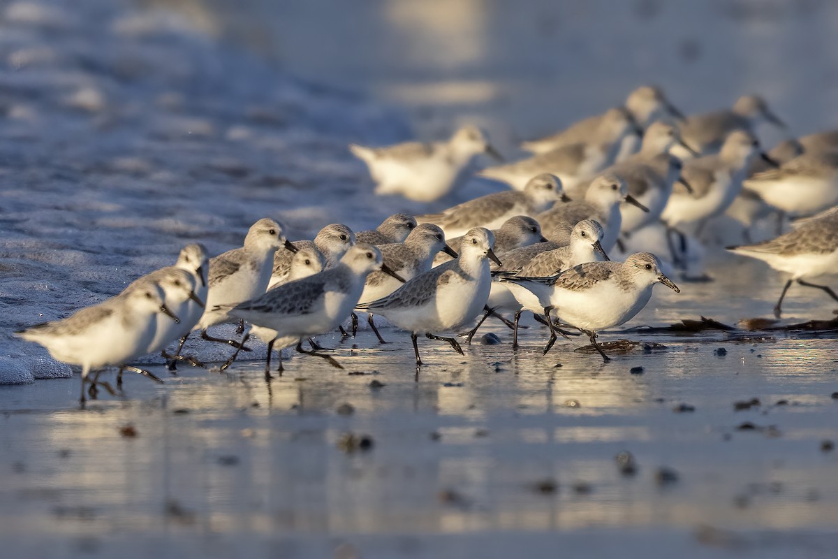 Sanderling - ML617130133