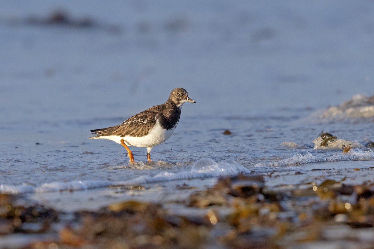 Ruddy Turnstone - ML617130134