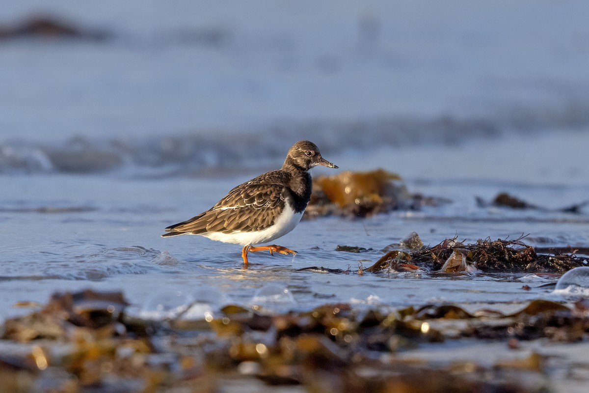 Ruddy Turnstone - ML617130135