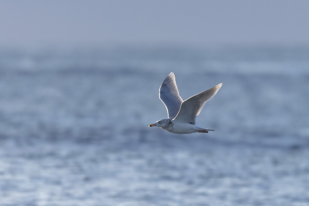 Glaucous Gull - ML617130150