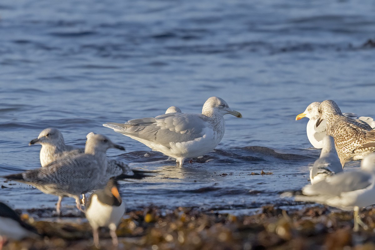 Glaucous Gull - ML617130151