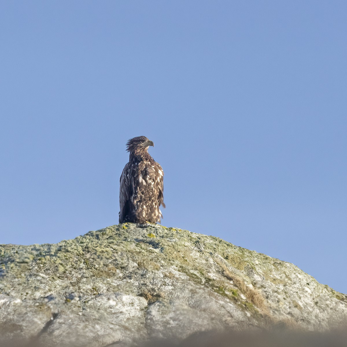 White-tailed Eagle - ML617130159