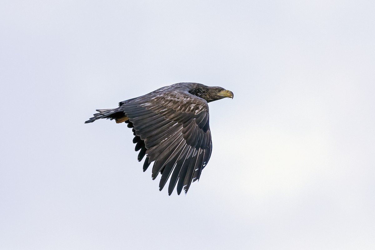 White-tailed Eagle - ML617130161