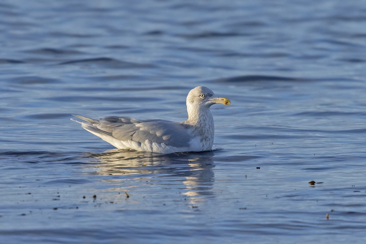 Glaucous Gull - ML617130167