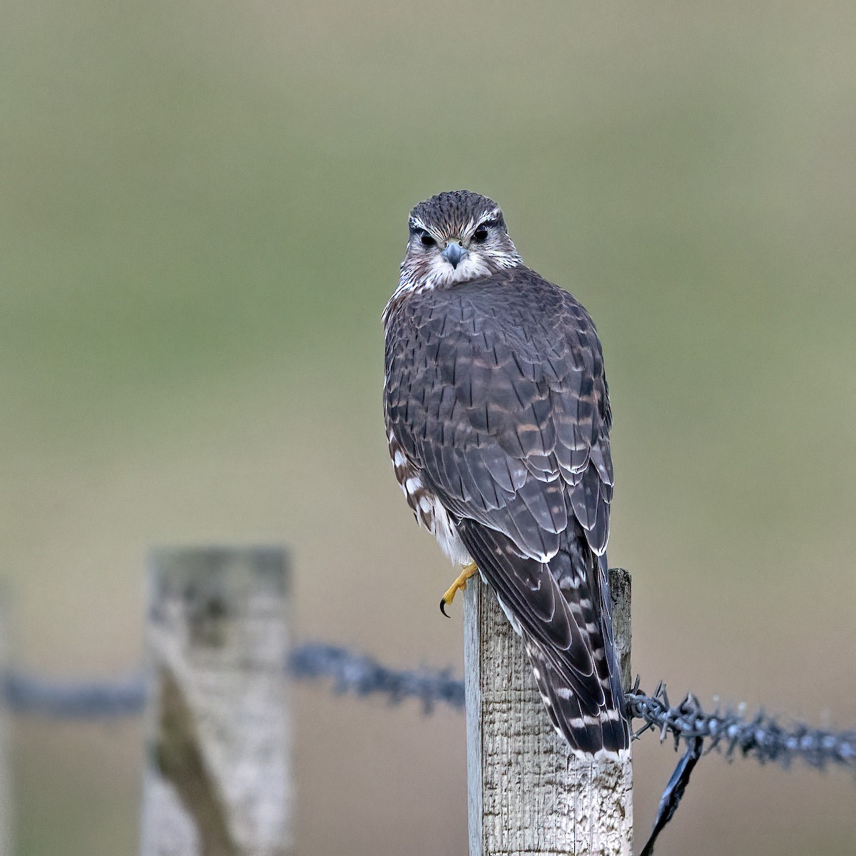 Belatz txikia (eurasiarra) - ML617130173