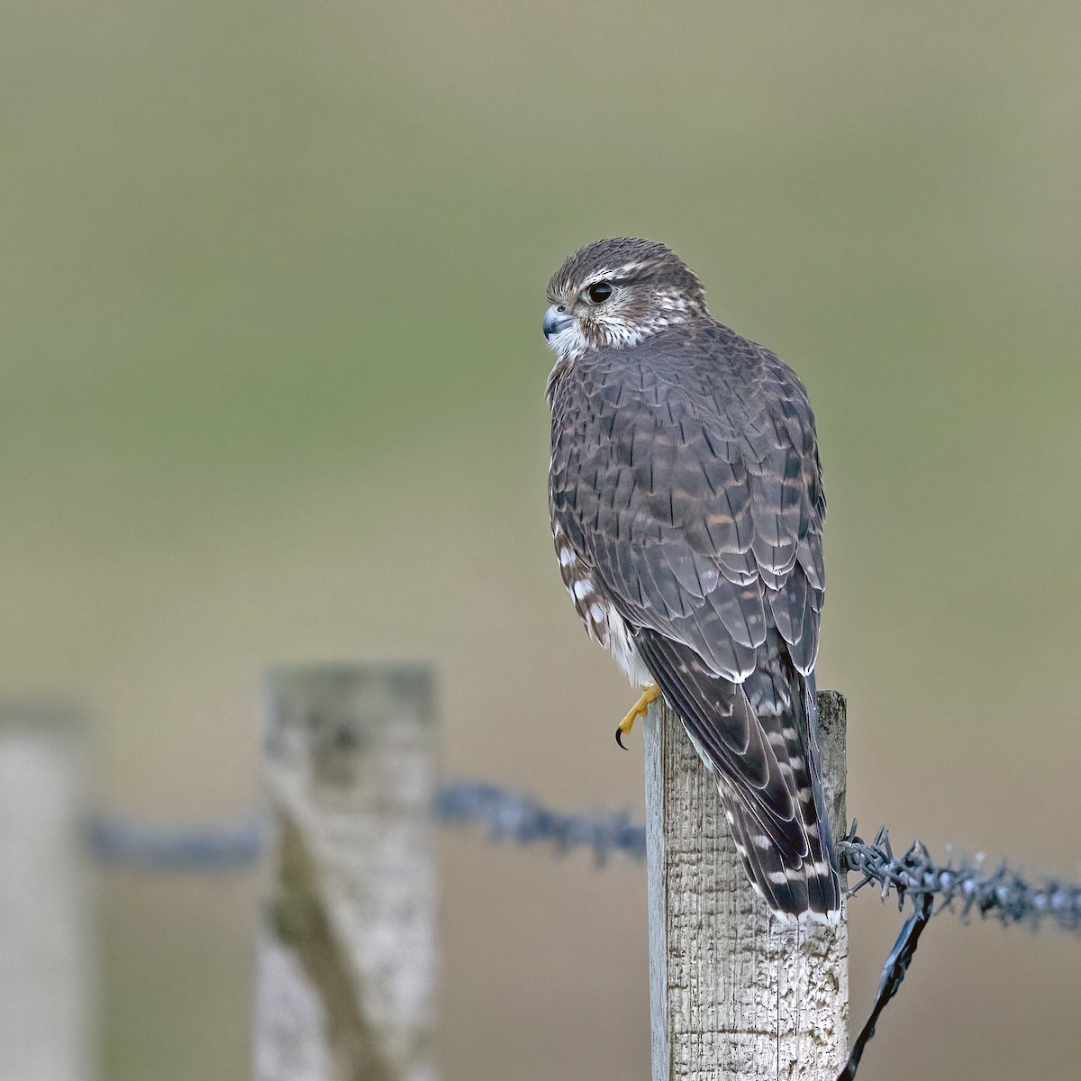 Merlin (Eurasian) - ML617130174